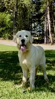 Max, a male English Cream Golden Retriever for sale in Oxford, NC – 1 of 6
