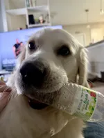 Bear, a male English Cream Golden Retriever for sale in North Carolina, NC – 5 of 5