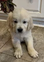 Bruce, a male Golden Retriever for sale in North Carolina, NC – Photo 4 of 10