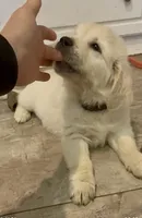 Bruce, a male Golden Retriever for sale in North Carolina, NC – Photo 7 of 10