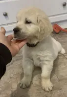 Bruce, a male Golden Retriever for sale in North Carolina, NC – Photo 10 of 10