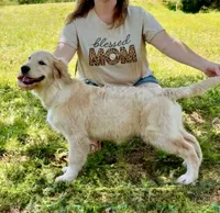 Bella, a female Golden Retriever for sale in North Carolina, NC – 2 of 10