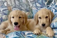 Mr Khaki, a male Golden Retriever for sale in North Carolina, NC – 5 of 9