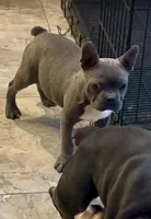 Hi My Name is Chase 😍, a male Frenchton for sale in North Carolina, NC – Photo 2 of 10