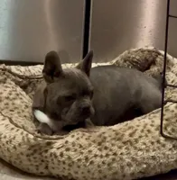 Hi My Name is Chase 😍, a male Frenchton for sale in North Carolina, NC – Photo 8 of 10