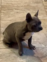 Hi My Name is Chase 😍, a male Frenchton for sale in North Carolina, NC – Photo 5 of 10