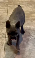 Hi My Name is Chase 😍, a male Frenchton for sale in North Carolina, NC – Photo 7 of 10