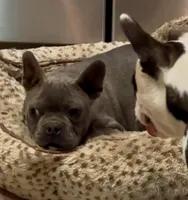 Hi My Name is Chase 😍, a male Frenchton for sale in North Carolina, NC – Photo 6 of 10