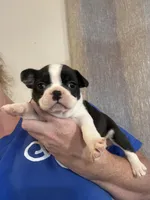 Hi, my name is Moon!😛, a female Boston Terrier and Frenchton for sale in North Carolina, NC – Photo 4 of 8