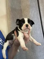 Hi, my name is Moon!😛, a female Boston Terrier and Frenchton for sale in North Carolina, NC – Photo 5 of 8