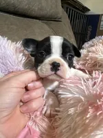 Hi, my name is Moon!😛, a female Boston Terrier and Frenchton for sale in North Carolina, NC – Photo 1 of 8