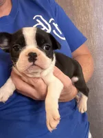 Hi, my name is Moon!😛, a female Boston Terrier and Frenchton for sale in North Carolina, NC – Photo 2 of 8