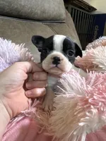 Hi, my name is Moon!😛, a female Boston Terrier and Frenchton for sale in North Carolina, NC – Photo 6 of 8