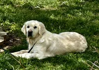 Lacey, a female English Cream Golden Retriever for sale in North Carolina, NC – 6 of 9