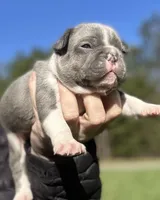 ❤️ Hercules ❤️, a male French Bulldog for sale in North Carolina, NC – Photo 5 of 7