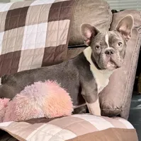 ❤️ Hercules ❤️, a male French Bulldog for sale in North Carolina, NC – Photo 2 of 7