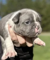 ❤️ Hercules ❤️, a male French Bulldog for sale in North Carolina, NC – Photo 3 of 7