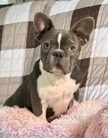 ❤️ Hercules ❤️, a male French Bulldog for sale in North Carolina, NC – Photo 1 of 7