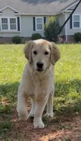 Bella, a female Golden Retriever for sale in North Carolina, NC – 6 of 10