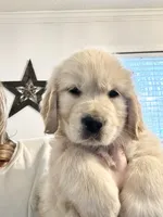 Max, a male Golden Retriever for sale in North Carolina, NC – Photo 1 of 7