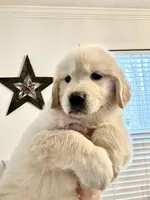 Max, a male Golden Retriever for sale in North Carolina, NC – Photo 2 of 7