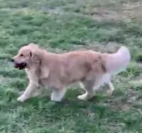 Max, a male Golden Retriever for sale in North Carolina, NC – Photo 4 of 7
