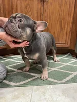 Gucci, a male French Bulldog for sale in North Carolina, NC – Photo 3 of 5