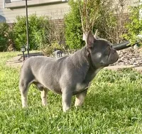 Gucci, a male French Bulldog for sale in North Carolina, NC – Photo 2 of 5