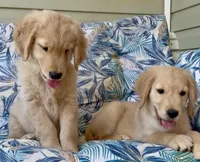 Mr Khaki, a male Golden Retriever for sale in North Carolina, NC – 4 of 9