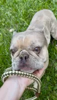 Cupcake, a female Boston Terrier and French Bulldog for sale in North Carolina, NC – 3 of 9