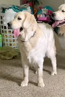 Lacey, a female English Cream Golden Retriever for sale in North Carolina, NC – 3 of 9