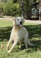 Max, a male English Cream Golden Retriever for sale in Oxford, NC – 4 of 6