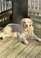 Jupiter , a male English Cream Golden Retriever for sale in Oxford, NC – 8 of 8