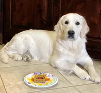 Princess, a female English Cream Golden Retriever for sale in North Carolina, NC – Photo 6 of 7