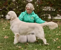 Princess, a female English Cream Golden Retriever for sale in North Carolina, NC – Photo 3 of 7