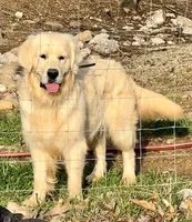 Princess, a female English Cream Golden Retriever for sale in North Carolina, NC – Photo 7 of 7