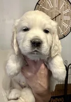 Princess, a female English Cream Golden Retriever for sale in North Carolina, NC – Photo 1 of 7