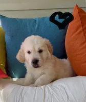 Luke, a male English Cream Golden Retriever for sale in Oxford, NC – 4 of 6