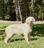 Max, a male English Cream Golden Retriever for sale in Oxford, NC – 6 of 6