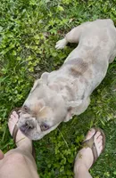 Cupcake, a female Boston Terrier and French Bulldog for sale in North Carolina, NC – 2 of 9
