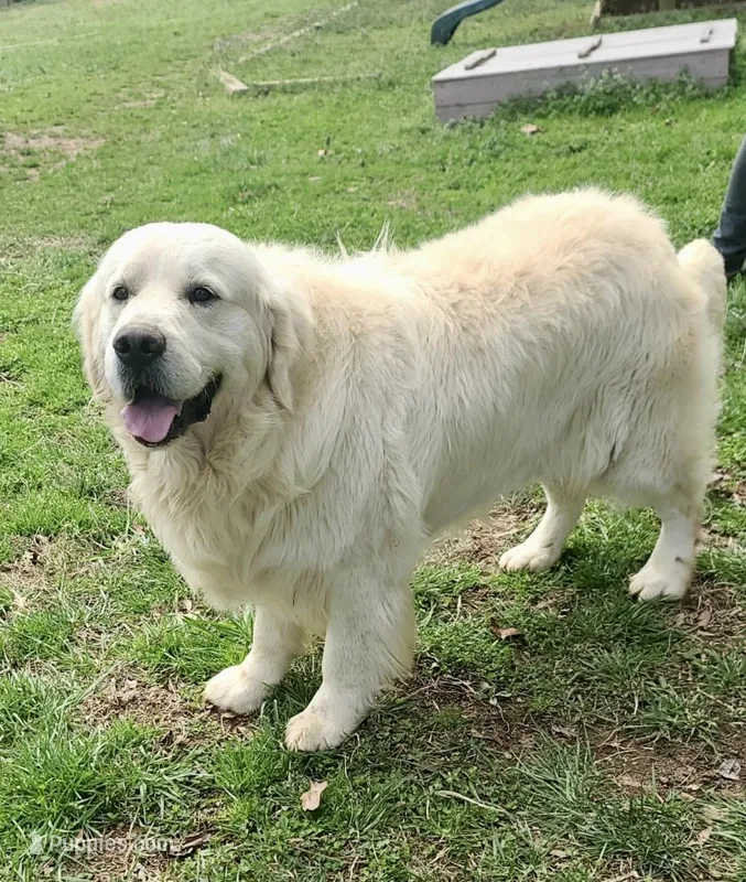 AKC English Cream COULEE, a male Golden Retriever for sale in North Carolina, NC – Photo 1 of 5