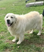 AKC English Cream COULEE, a male Golden Retriever for sale in North Carolina, NC – Photo 1 of 5