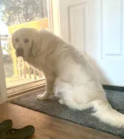 AKC English Cream COULEE, a male Golden Retriever for sale in North Carolina, NC – Photo 3 of 5