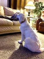 AKC English Cream COULEE, a male Golden Retriever for sale in North Carolina, NC – Photo 5 of 5