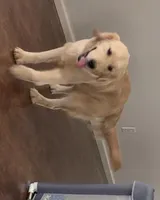 AKC MISS RAINA, a female Golden Retriever for sale in North Carolina, NC – Photo 10 of 10