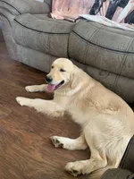 AKC MISS RAINA, a female Golden Retriever for sale in North Carolina, NC – Photo 4 of 10