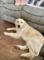 AKC MISS RAINA, a female Golden Retriever for sale in North Carolina, NC – Photo 3 of 10