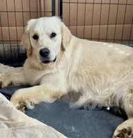 Happy, a female Golden Retriever for sale in Oxford, NC – 3 of 5