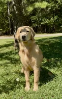Hailey, a female Golden Retriever for sale in Oxford, NC – 1 of 9
