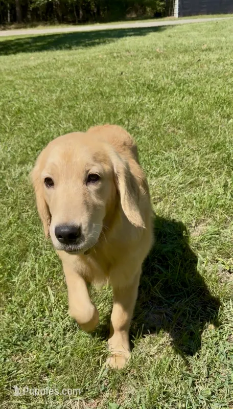 Hailey – Golden Retriever puppy for sale in Oxford, NC